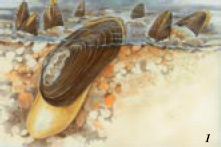 Жемчужница Margaritifera margaritifera