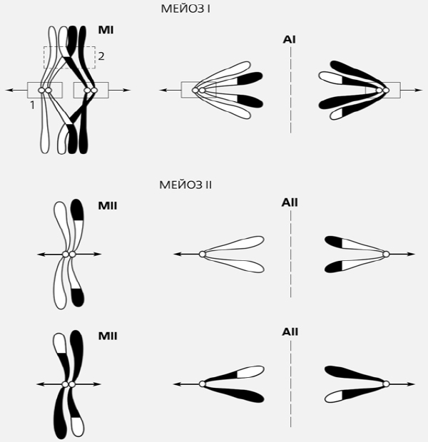 Рис. 1. Схема расхождения хромосом в мейозе. Для точного распределения гомологичные хромосомы сначала попарно выстраиваются на экваторе клетки, а затем расходятся к полюсам, что и происходит в ходе мейоза I, а предварительное попарное соединение хромосом осуществляется с помощью синаптонемного комплекса, возникающего только во время мейоза. Рамкой 1 обозначен центромерный район хромосом, несущий нерасщепленный кинетохор, рамкой 2 — хиазма. Изображение: «Природа»