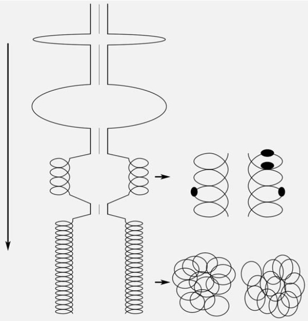 Рис. 6. Этапы демонтажа синаптонемного комплекса в ходе стадии диплотены мейоза у ржи. Все линии обозначают только постепенно вытягивающуюся белковую нить. Изображение: «Природа»