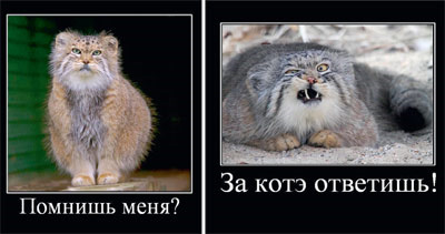 Повальное сетевое увлечение манулами началось в 2008 году. Дикий кот с угрюмым выражением на морде стал символом мизантропа, втайне мечтающего о ласке. Происхождение мема «котэ» неясно. Очевидно, это искажённый вариант слова «кот», прочно вошедший как в интернетный жаргон, так и в разговорный язык. Заметны также аллюзии с грузинским именем Котэ. Мануломания скоро прошла, а всех котов стали именовать котэ