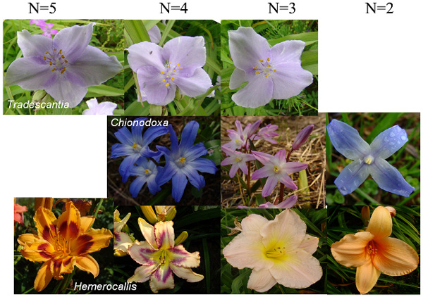 Модель растения