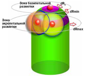 Модель растения