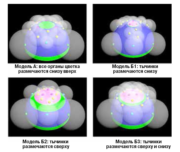 Модель растения
