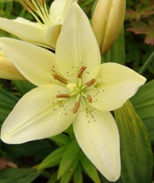 Модель растения