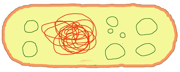Рис. 1. В бактериальной клетке наряду с бактериальной хромосомой (красная) плавает еще и множество плазмид (зеленые)