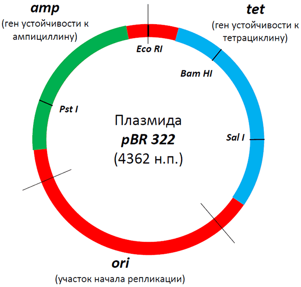Рис. 2. Структура знаменитой плазмиды PBR322