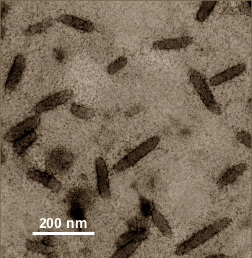 Самый маленький известный геном бактерии