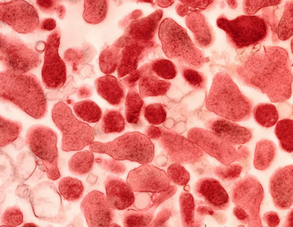 Синтетический геном, в котором закодированы имена синтезировавших его ученых