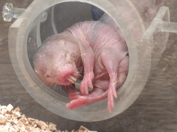 Naked mole rat - голый землекоп. Фото: «Троицкий вариант»