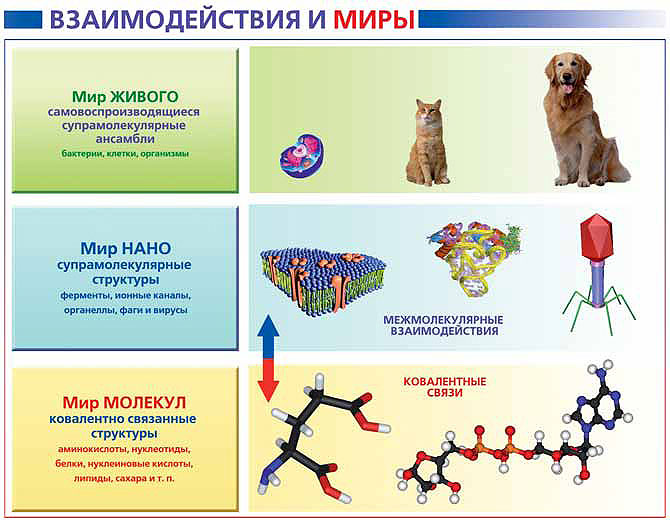 Рис. 9. Усложнение структуры в биологическом мире. Изображение: «Экология и жизнь»