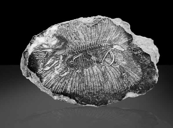 Изображение «Экология и жизнь»