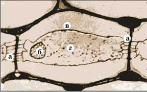 Фото 1. Клетка ископаемого растения: ядро (б), включения (г), которые можно предположительно сопоставить с различными органеллами в составе протопласта. Четко выделяются оболочка (в), окружающая протопласт, и тонкие каналы (а), соединяющие данную клетку с соседними (увеличение 1800x). Изображение: «Наука и жизнь»