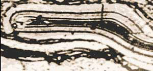 Фото 3. Оболочки споры древнего растения — вероятно, плаунового. Темные слои состоят в основном из целлюлозы, светлые — из липидных соединений, устойчивых против ионного распыления (увеличение 380x). Изображение: «Наука и жизнь»