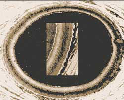 Фото 6. Концентрическая слоистость оболочки споры древесного грибка. Можно предположить (по аналогии с современными грибками), что слоистость образована чередованием слоев с разной концентрацией хитина и лигнина (увеличение 500x). На врезке: слоистость оболочки (увеличение 750x). Изображение: «Наука и жизнь»