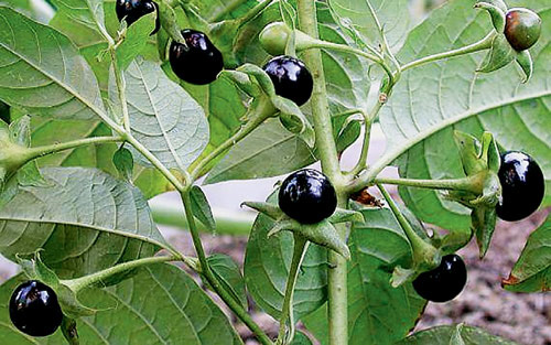 Bella donna — красавица в переводе с итальянского. На всех остальных языках — ядовитая трава. Её яд — алкалоид атропин — лекарство, без которого немыслима современная медицина. Фото: Arnold Werner.