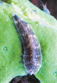 У плоских червей - планарий - легко вырабатываются условные рефлексы. А это значит, что они обладают способностью оценивать биологическое действие внешнего раздражителя. На снимке: байкальская изменчивая планария (Baicalobia variegata). Фото С.Дидоренко, www.nkj.ru