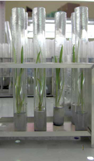 Фото: С.Комаров. «Химия и жизнь»