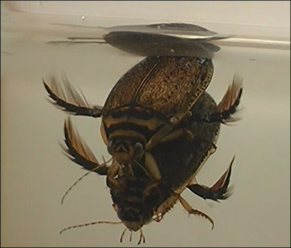 Спаривание жуков-плавунцов Acilius sulcatus. Самец, находящийся сверху, во время спаривания может дышать свежим атмосферным воздухом через дыхальца, открывающиеся под надкрыльями. Самка же, находясь снизу, при этом дышит лишь воздухом, запасенным под надкрыльями. Несколько спариваний подряд могут ее убить. Фото Йоханнеса Бергстена (Johannes Bergsten) из статьи в онлайновом журнале PloS ONE