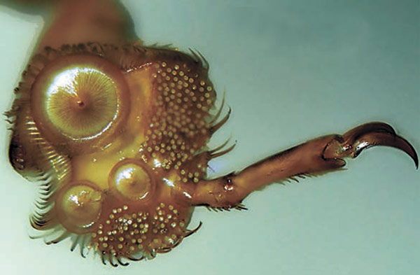 Присоски на передних лапках самца другого вида того же рода, Acilius semisulcatus. Фото с сайта www.entomology.umn.edu