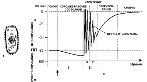 В нормальном состоянии мембрана живой клетки поляризована (А). На ее внешней поверхности существует положительный заряд, а на внутренней - отрицательный. На графике Б по вертикальной оси отложен уровень мембранного потенциала (МП) в милливольтах. Потенциал покоя (ПП) равен -75 мВ. Короткой стрелкой отмечено начало действия раздражителя. Клетка, вначале находившаяся в состоянии покоя, реагирует на раздражитель гиперполяризацией мембраны. Однако, если адаптироваться к раздражителю не удается, наступает утомление, переутомление, а затем смерть. I - период превосходного метаболического и функционального состояния; II - период импульсной активности или возбуждения; IIа - возбуждение на фоне хорошего и IIб - на фоне плохого функционального и метаболического состояния (изображение: www.nkj.ru)