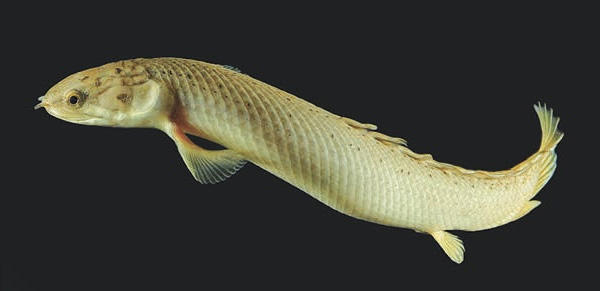 Рис. 1. Polypterus senegalus плывет. Фото с сайта www.standenlab.com