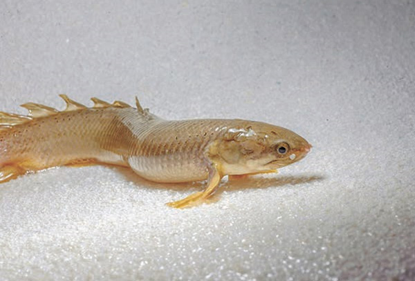 Рис. 2. Polypterus senegalus идет по песку, грудные плавники приподнимают и поддерживают переднюю часть тела. Фото с сайта www.standenlab.com