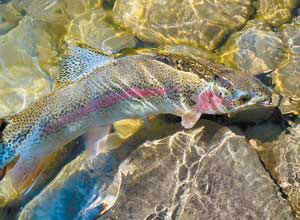 Радужная форель — жилая (пресноводная) форма стальноголового лосося (фото: «Наука и жизнь»)