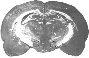 Поперечный срез мозга крысы. Кругами из пунктирных линий обозначены латеральные гипоталамические ядра, содержащие глюкозочувствительные нейроны. Деполяризационное возбуждение нейронов этих ядер предопределяет появление как чувства (эмоции) голода, так и мотивации голода, то есть стремления поесть (изображение: www.nkj.ru)