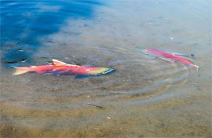 После свершения таинства продления рода семейство нерки выполняет предсмертный ритуальный танец над нерестовым бугром с оплодотворенными икринками. Фото В. Роя («Наука и жизнь»)