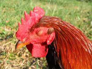 Фото с сайта www.penelopesloom.com