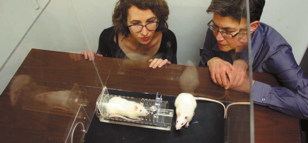 <b>Рис. 1.</b> Чикагские исследователи Инбаль Бен-Ами Бартал (Inbal Ben-Ami Bartal) <i>слева</i> и Пегги Мейсон (Peggy Mason) и их сострадающие крысы. Фото с сайта mag.uchicago.edu