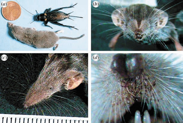 а) Этрусская землеройка и ее основная добыча, сверчок, сопоставимы по размерам; диаметр монеты — 16,25 мм; в) успешной охоте способствуют густые, длинные вибриссы на мордочке хищника; с) самые длинные волоски достигают 12 мм; d) волоски вокруг рта позволяют землеройке следить за перемещениями ускользающей добычи. Изображение: «Троицкий вариант»