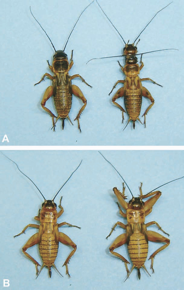 Пластиковые сверчки, специально изготовленные для эксперимента. Дополнительная голова у манекена не смущает землеройку, а добавочная пара задних ног нарушает привычный алгоритм охоты. (Proc. Natl Acad. Sci. USA 103, 16 544-16 549. (<a href=/"http://www.pnas.org/content/103/44/16544" target=_blank>doi:10.1073/pnas.0605573103</a>)