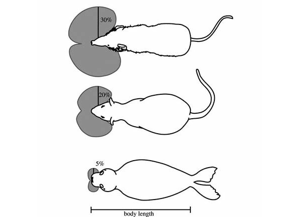 Чем мельче животное, тем больше чувствительная зона его вибрисс относительно размеров тела. Изображение: «Троицкий вариант»
