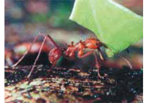 Муравьи-листорезы выращивают грибы на компосте из листьев. Для защиты своих плантаций от паразитов муравьи применяют антибиотики, вырабатываемые бактериями-актиномицетами. Изображение: «Экология и жизнь»