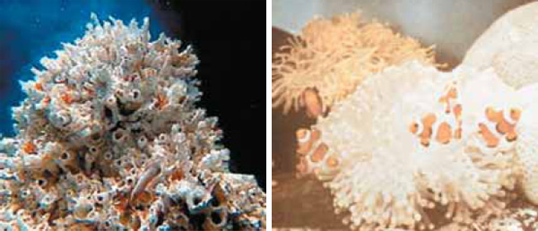 Эти морские черви (слева) не имеют ни глаз, ни рта, ни желудочно-кишечного тракта. Пищу им поставляют миллиарды симбиотических бактерий, живущих внутри них. Рыба-клоун (Amphiprion percula) (справа), обитающая среди щупалец крупной актинии. Изображение: «Экология и жизнь»