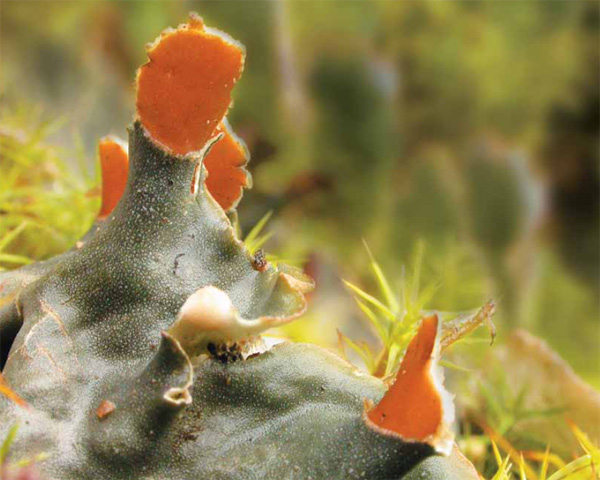 Изображение: «Экология и жизнь»