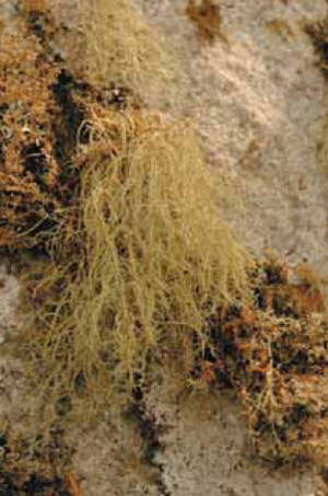 Похожие на клочья звериной шерсти лишайники рода Usnea содержат противомикробные вещества; настойка уснеи — отличное средство от ангины. Изображение: «Экология и жизнь»