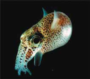 Кальмар Euprymna scolopes светится благодаря симбиотическим бактериям, живущим в особом «светящемся органе». Изображение: «Экология и жизнь»