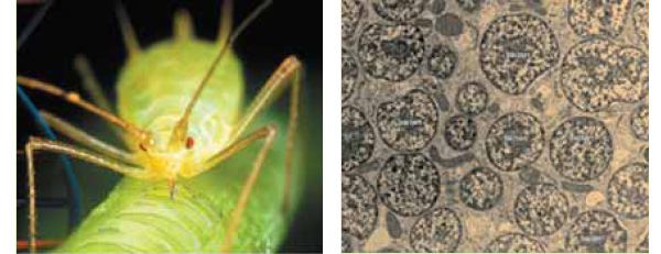 Компоненты симбиотического сверхорганизма: тля (слева) и бактерии Buchnera, живущие в специализированных клетках хозяина — бактериоцитах. Изображение: «Экология и жизнь»