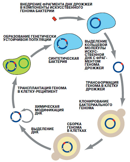 Технология создания бактерии со встроенным искусственным геномом. Изображение: «Наука и жизнь»
