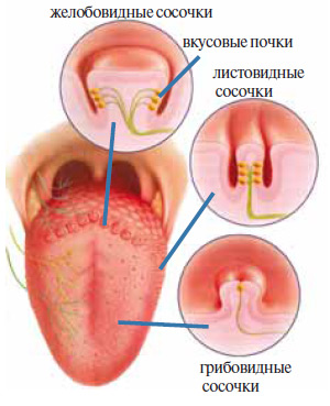 Рис. 1. На языке больше 5000 сосочков, в которых находятся вкусовые почки с рецепторами. Изображение: «Химия и жизнь»