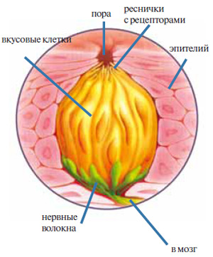 Рис. 2. Вкусовая почка. Изображение: «Химия и жизнь»