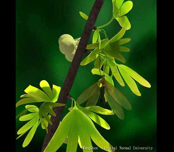 Juracimbrophlebia ginkgofolia. Фото с сайта top10species.org