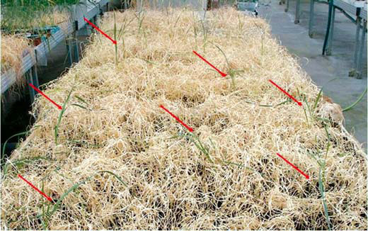 Рис. 3. Растения первого поколения на стеллажах. Колоски, выжившие после обработки гербицидом, показаны стрелками