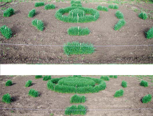 Рис. 4. На фото — эксперимент 2008 года (вверху — центральный круг диаметром 1 м, внизу — диаметр увеличен до 3 м, а нетрансгенные ряды в обоих случаях отодвинуты дальше, чем в предыдущие годы, — на 1, 3 и 5 м)