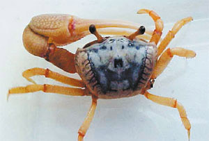 Интересно, что не все существа на Земле подчиняются солнечному циклу. Так, например, двигательная активность краба соответствует ритму приливов и отливов, цикл которых составляет 12,4 часа, что обусловлено притяжением Луны. А маленький манящий краб (на фото) демонстрирует как суточный, так и приливной ритм: окраска краба меняется по солнечному циклу, а норки он роет — по лунному. Причём свой режим манящий краб сохраняет даже в аквариуме, где никаких приливов не бывает и в помине. Изображение: «Наука и жизнь»