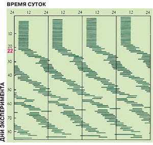 Диаграмма суточной активности (актограмма) человека в отсутствие внешних сигналов — цайтгеберов (период сна показан сплошной линией). Как только человек оказывается в темноте и изоляции (в данном случае на 22-й день эксперимента), его часы перестают подстраиваться под восход солнца. Тогда выявляется собственный внутренний циркадный ритм человека, который немного больше 24 часов. Периоды сна и бодрствования приобретают характер свободного течения и каждый день сдвигаются. Изображение: «Наука и жизнь»
