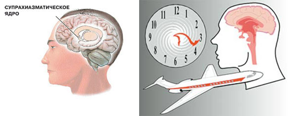Слева: суточным ритмом млекопитающих управляет скопление нейронов — супрахиазматическое ядро, находящееся в гипоталамусе. Справа: внутренние часы под воздействием светового сигнала, который супрахиазматическое ядро преобразует в сигнал гормональный, могут переводиться «вперёд» или «назад». Так организм подстраивается под смену часового пояса после авиаперелёта. Изображение: «Наука и жизнь»