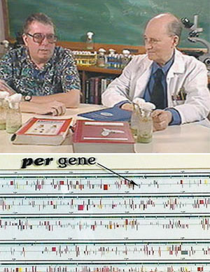 Вверху: Рон Конопка (слева) и Сеймур Бензер, открывшие в 1971 году часовой ген периодичности Per, дают интервью в Калифорнийском технологическом институте, 2000 год. Внизу: Локализация гена Per на генетической карте дрозофилы. Изображение: «Наука и жизнь»